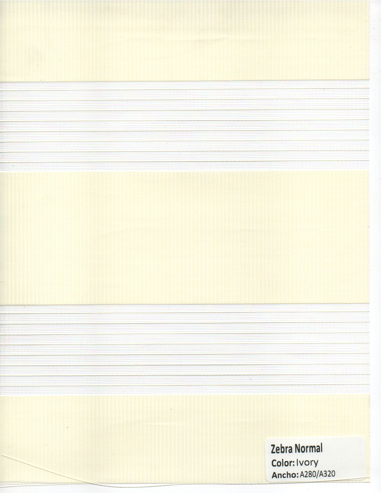 Zebra Normal Ivory